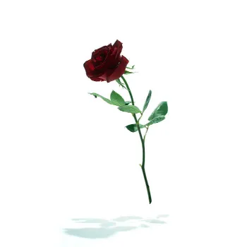 Organic Dry Rose